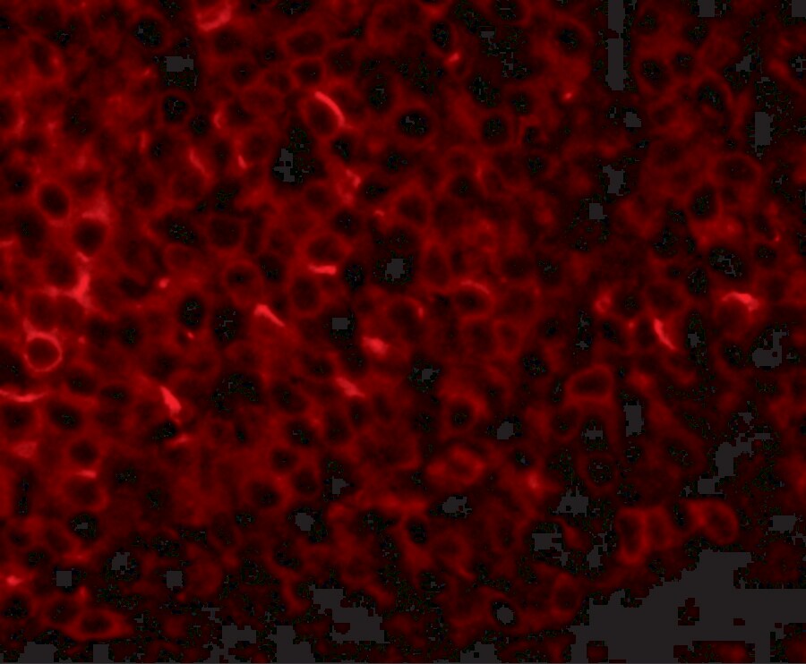 PIGY Antibody - BSA Free