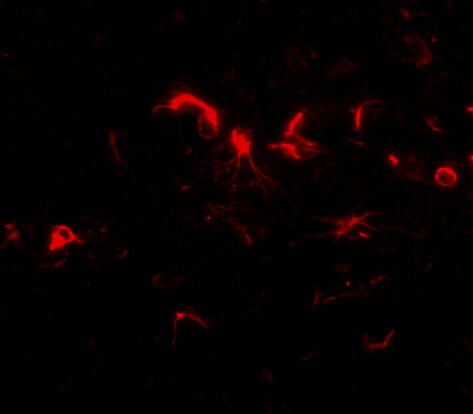 NIPSNAP3B Antibody - BSA Free