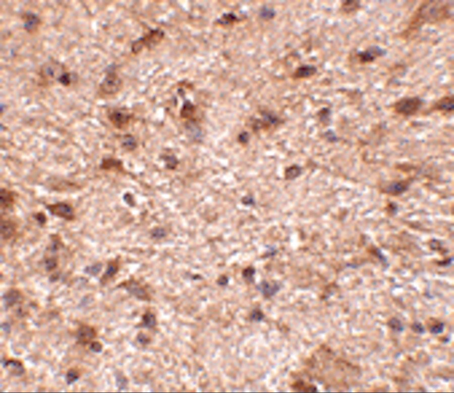 NIPSNAP3B Antibody - BSA Free