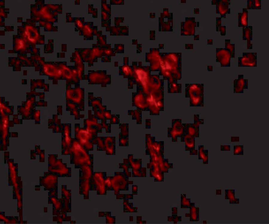 SALM2/LRFN1 Antibody - BSA Free