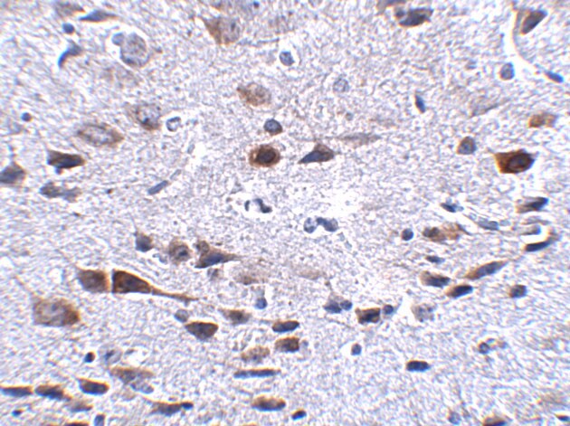 Bora Antibody - BSA Free
