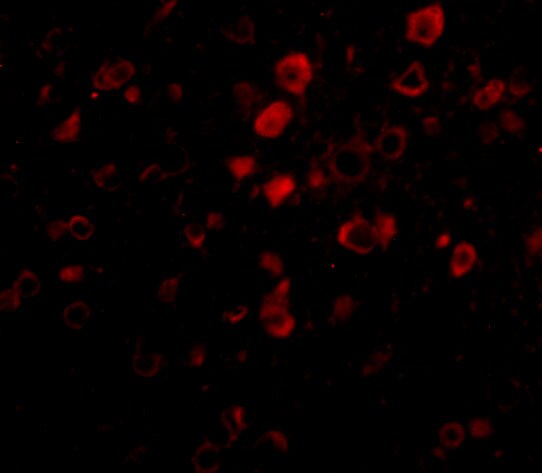Bora Antibody - BSA Free
