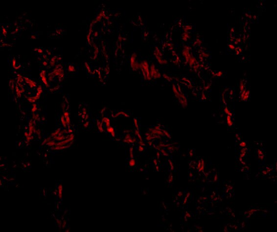 A20/TNFAIP3 Antibody - BSA Free
