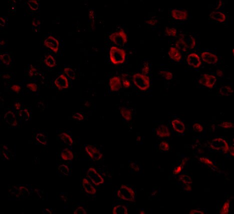 FKBP15 Antibody - BSA Free