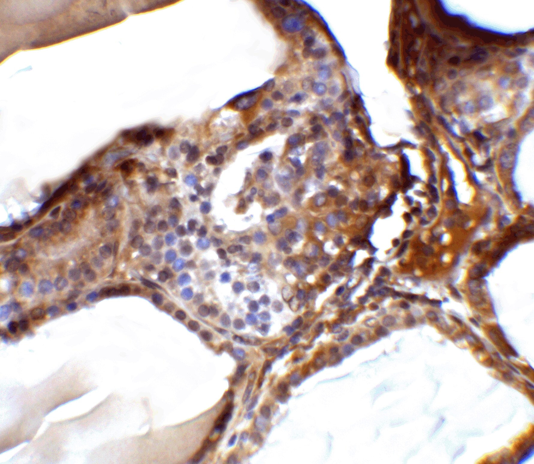 R-Spondin 1 Antibody - BSA Free