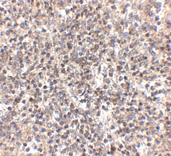 R-Spondin 1 Antibody - BSA Free
