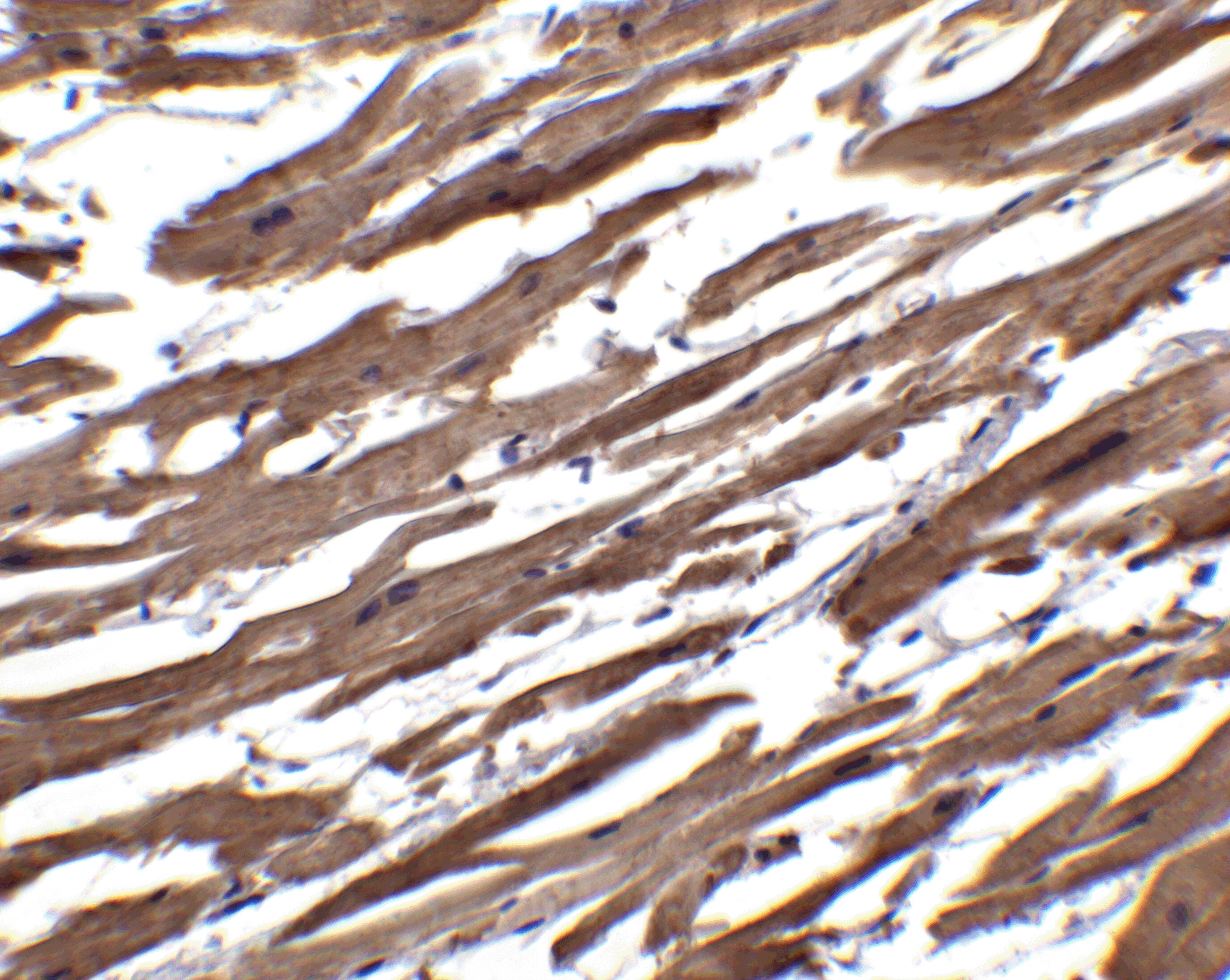 R-Spondin 1 Antibody - BSA Free