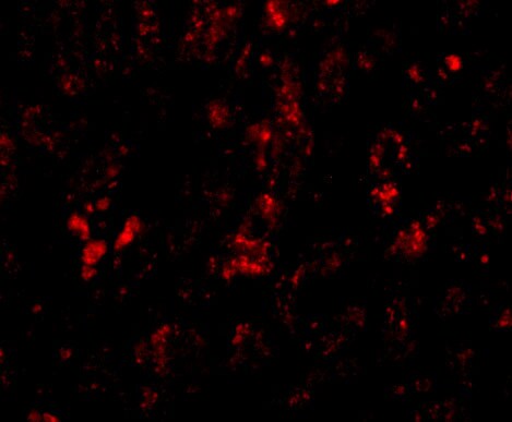 AFAP1L2 Antibody - BSA Free