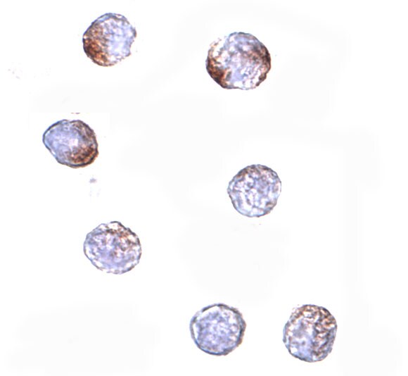 KLHL15 Antibody - BSA Free