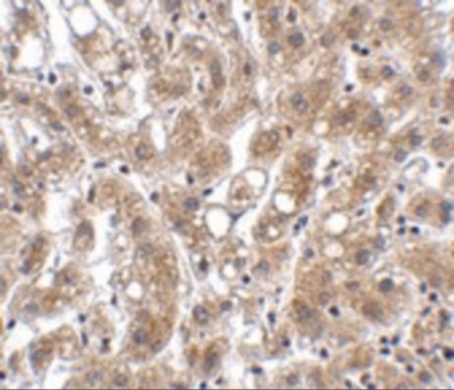 THEM4 Antibody - BSA Free