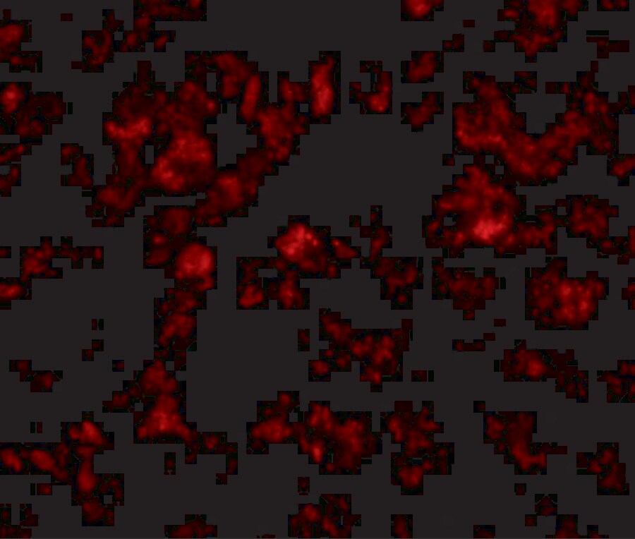 THEM4 Antibody - BSA Free