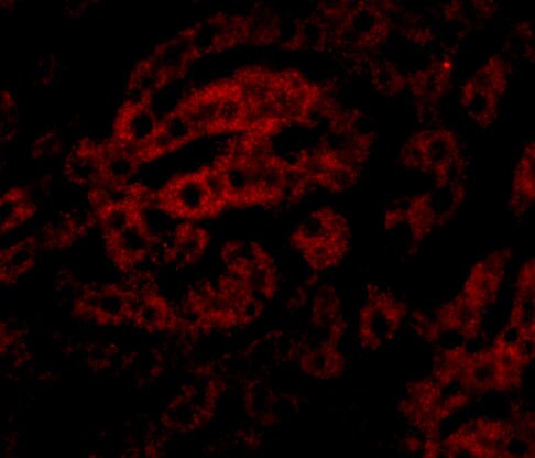 HAAO Antibody - BSA Free