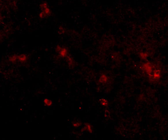 SYPL2 Antibody - BSA Free