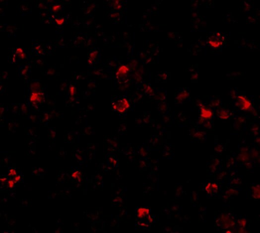 IRGC Antibody - BSA Free