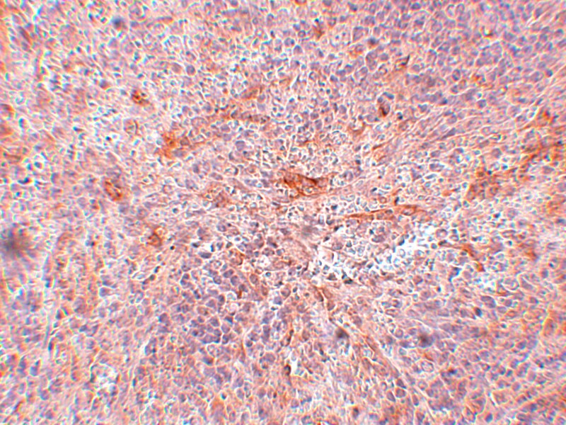 TNIP3 Antibody - BSA Free