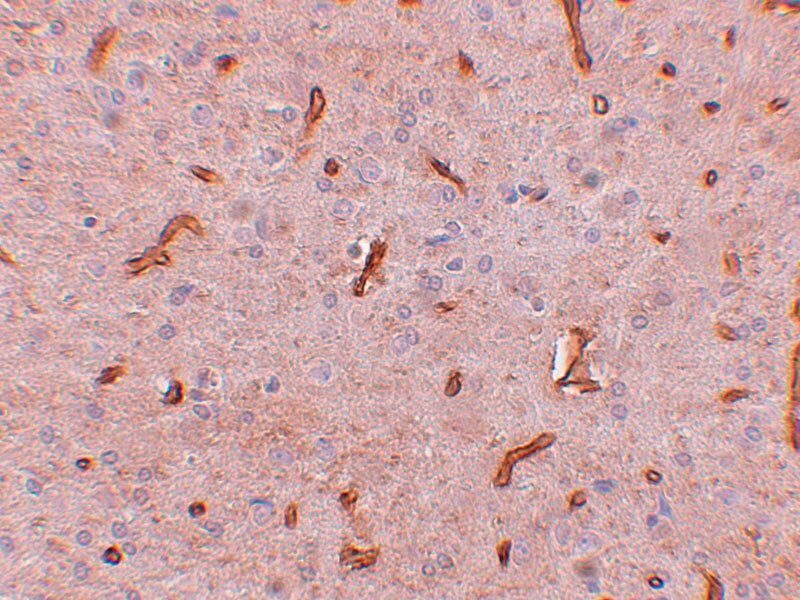 TWA1 Antibody - BSA Free