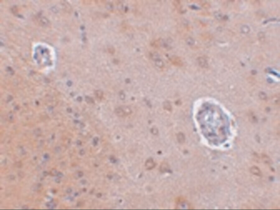 FAM120A Antibody - BSA Free