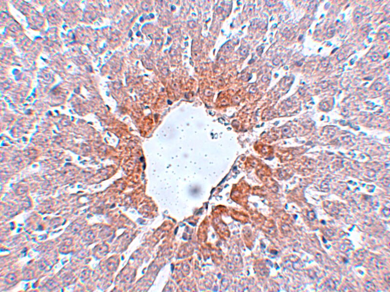 AGTR-2 Antibody - BSA Free