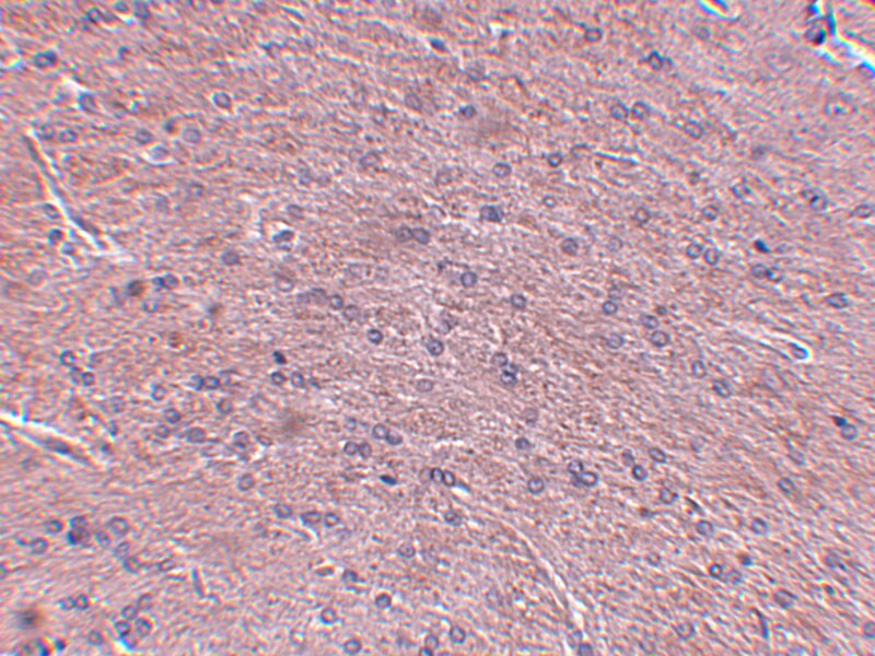 ProSAPiP1 Antibody - BSA Free