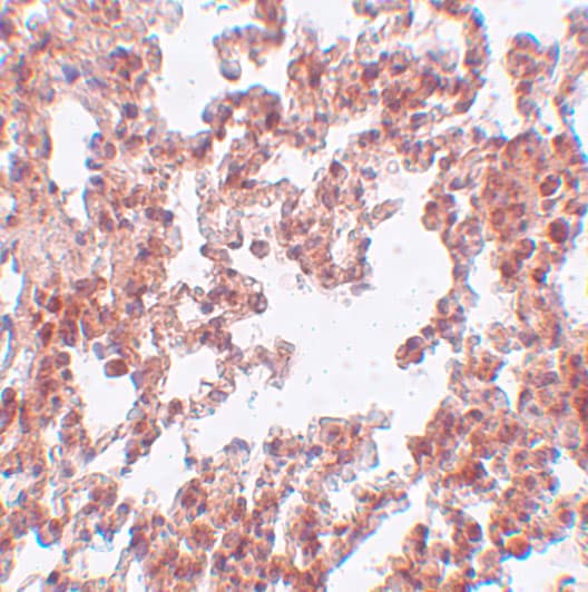 SRPX2 Antibody - BSA Free