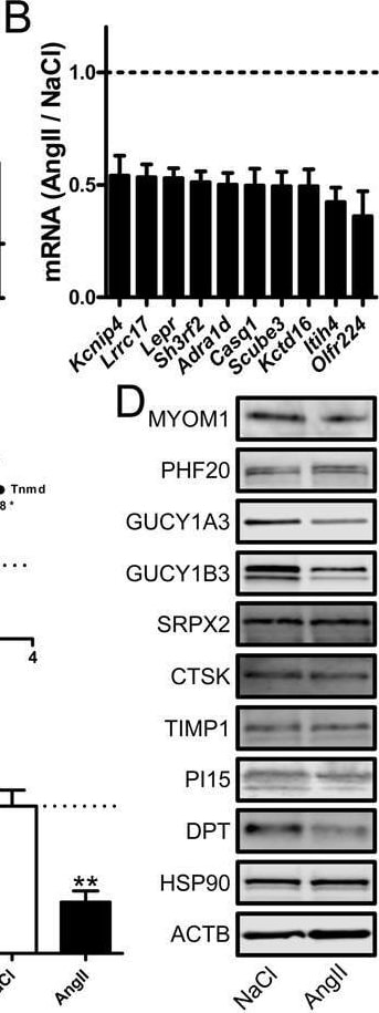 SRPX2 Antibody - BSA Free
