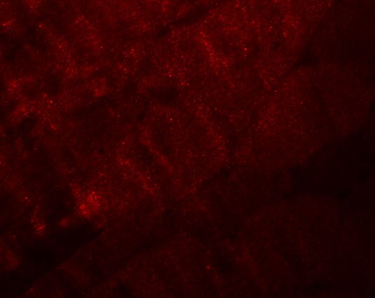 RANBP10 Antibody - BSA Free
