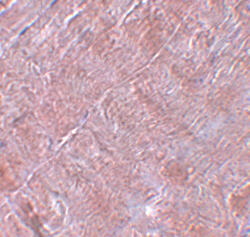 RANBP10 Antibody - BSA Free