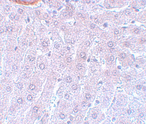 Cdc27 Antibody - BSA Free