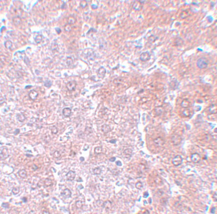 Apc4 Antibody - BSA Free