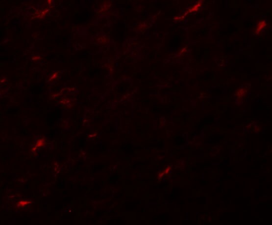 Apc7 Antibody - BSA Free