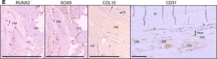 RUNX2/CBFA1 Antibody - BSA Free