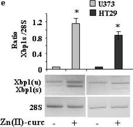 XBP1 Antibody - BSA Free