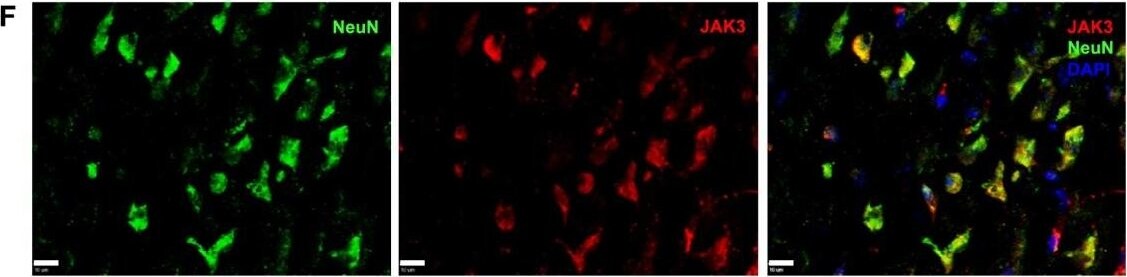 RBFOX3/NeuN Antibody - BSA Free