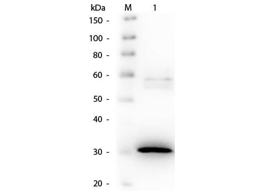 N-acylmannosamine 1-dehydrogenase Antibody [Biotin]