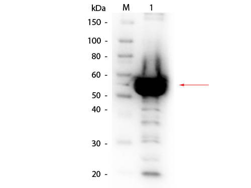 Alpha Amylase Antibody [Biotin]