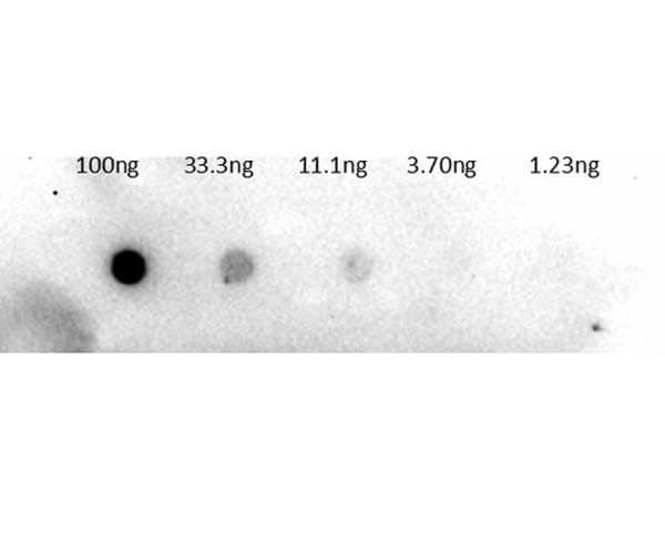 Trypsinogen Antibody [Biotin]