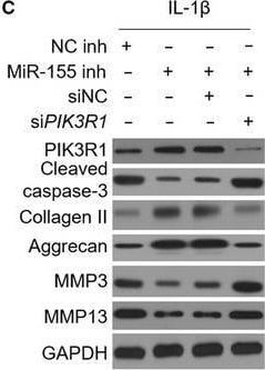 Collagen II Antibody - BSA Free