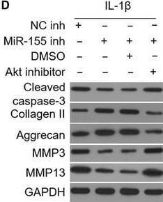 Collagen II Antibody - BSA Free