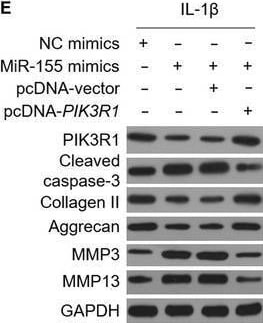 Collagen II Antibody - BSA Free