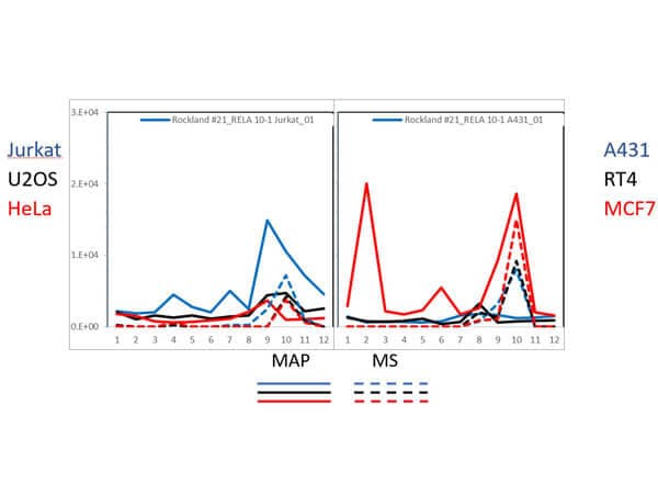 RelA/NFkB p65 Antibody (27F9.G4)