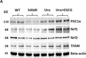 Nrf1 Antibody - BSA Free