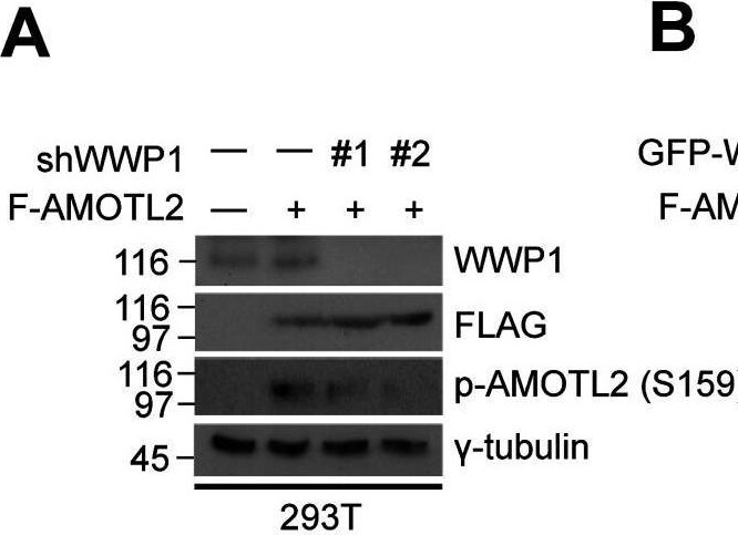 WWP1 Antibody (1A7) - Azide and BSA Free