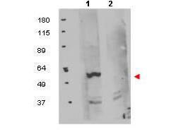 FKBP38 Antibody