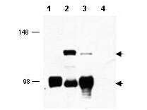 TORC1 Antibody