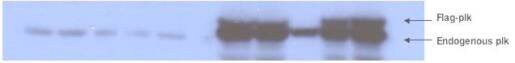PLK1 [p Thr210] Antibody