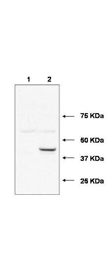 UBE2J1 Antibody