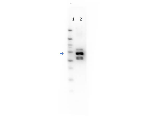 Glucoamylase Antibody
