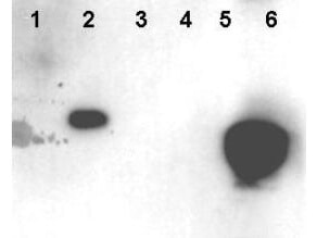 HMGN1/HMG14 [p Ser20, p Ser24] Antibody