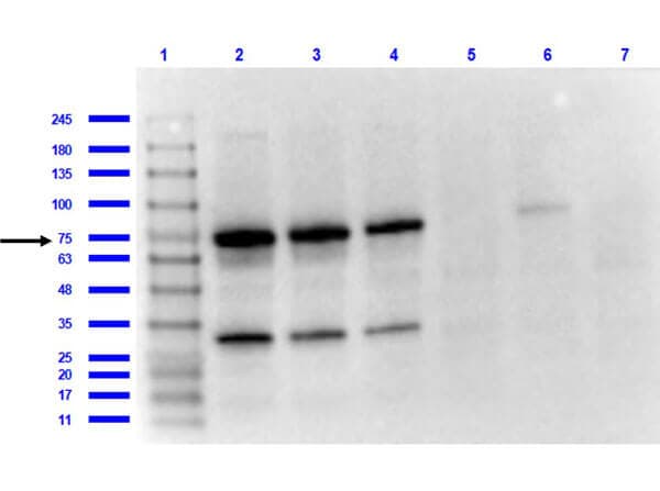 OspA Antibody