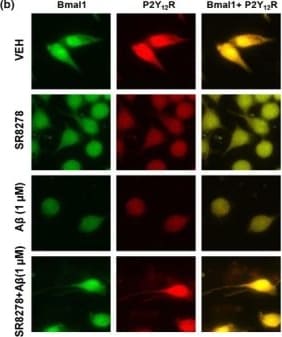 P2Y12/P2RY12 Antibody